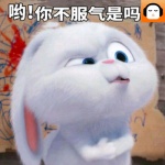 兔子必須死