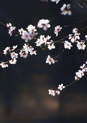 待到山花爛漫時(shí)