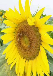面朝大海春暖花開
